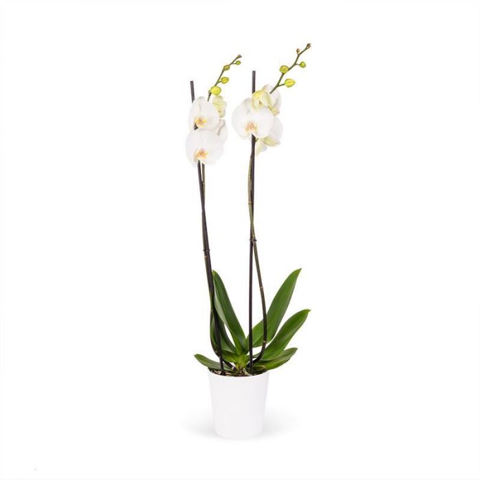 Witte Orchidee Cadeau Geven Bloomgift Nl