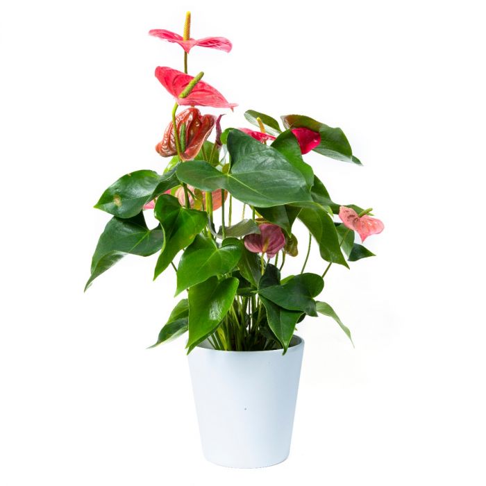 halen Activeren passage Roze Anthurium kamerplant bestellen | Bloomgift.nl