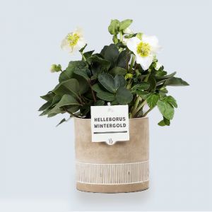 Helleborus kerstroos plant inclusief pot online bestellen