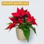 Kerstster (poinsettia) inclusief gouden pot