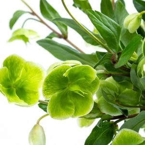 Brievenbusbloemen Helleborus