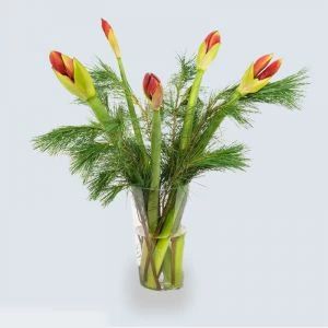 Rood Amaryllis Boeket met kerstgroene takken