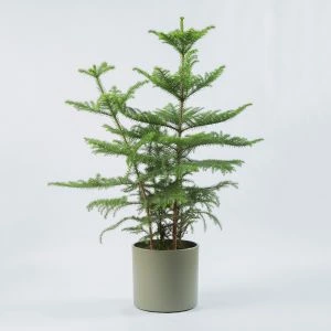 Araucaria Heterophylla kamerplant modelfoto