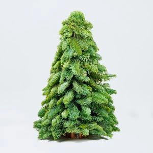 Mini nobilis kerstboompje (50cm) op stam