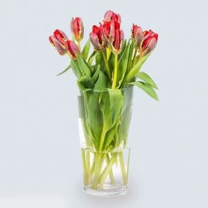 Rode kersttulpen op vaas