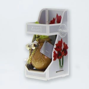 No Water Wax Amaryllis Goud Gift Box 