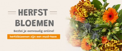 Herfst | Welke Herfstbloemen zijn een Must-have?